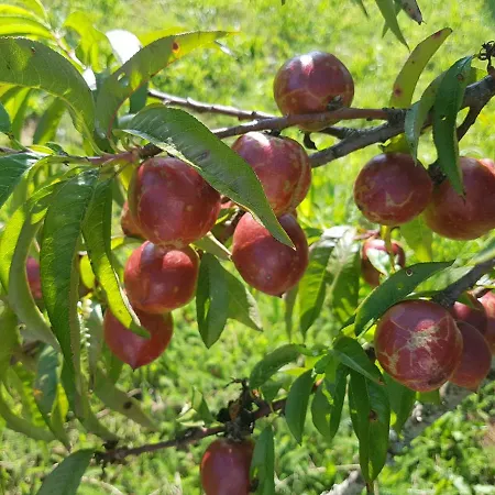 Mirador De Rouris * A Brea