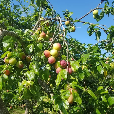 Mirador De Rouris Maison d'hôtes A Brea