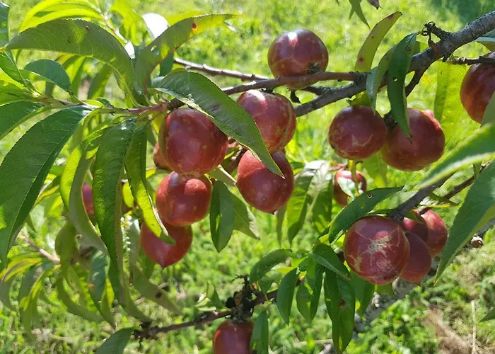 Mirador De Rouris * A Brea