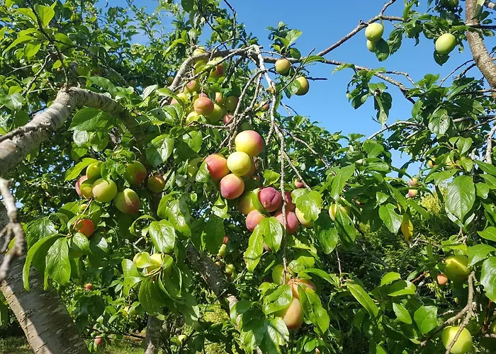 Mirador De Rouris 게스트하우스 아 브레아
